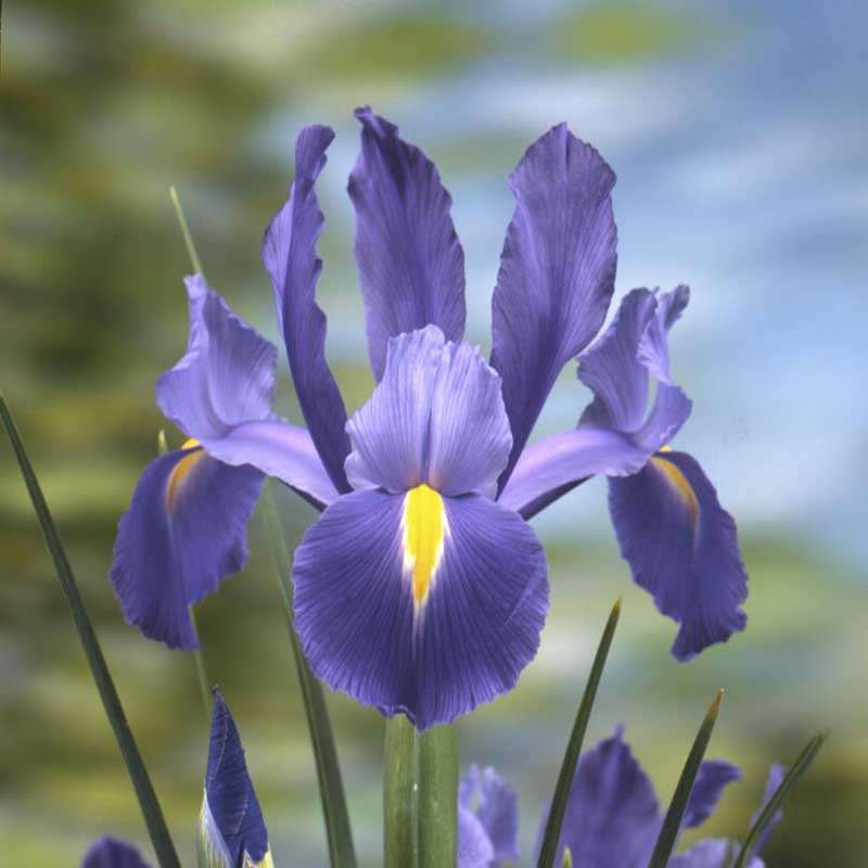 White dutch iris discovery with delicate purple veins against a blurred background.