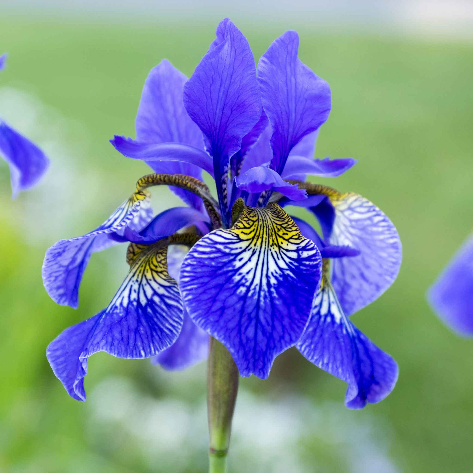 Blue-purple siberian iris silver edge close-up with a yellow center, blurred background.