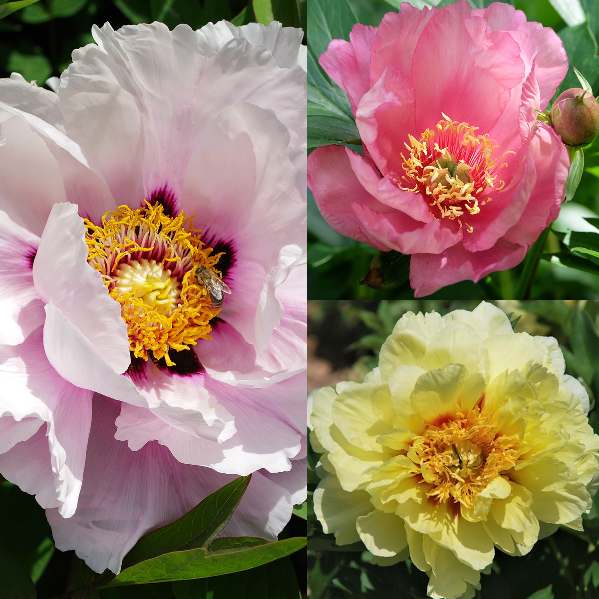 Three close-up views of peony flowers in different color varieties: a large pale pink bloom with a yellow and orange center, a pink bloom, and a pale yellow bloom, all in the itoh peony collection.