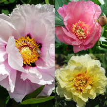 Three close-up views of peony flowers in different color varieties: a large pale pink bloom with a yellow and orange center, a pink bloom, and a pale yellow bloom, all in the itoh peony collection.