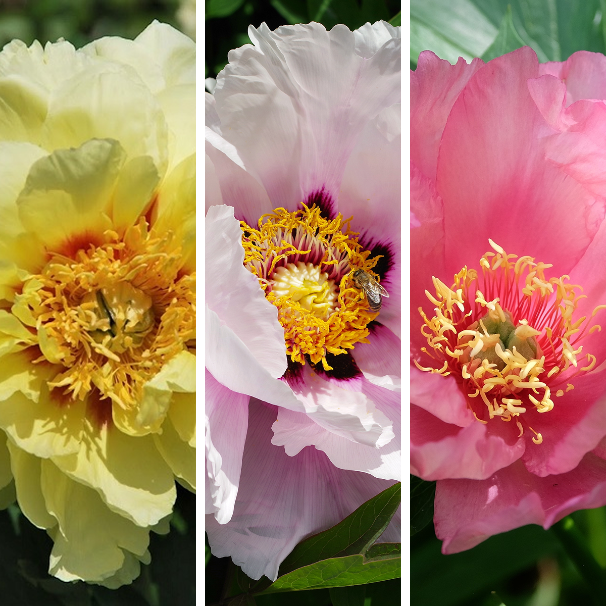 Three close-up views of peony flowers in different color varieties: a large pale pink bloom with a yellow and orange center, a pink bloom, and a pale yellow bloom, all in the itoh peony collection.