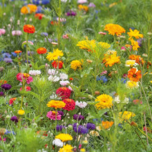 A view of the variety of colors in the Jellybean Flower Seed Mix