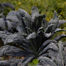 A close-up shot of green and dark purple Black Magic kale leaves on a blurred background.