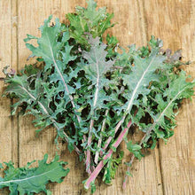 Close-up of vibrant red Russian kale leaves, showing their curled edges and distinct reddish-purple stems.