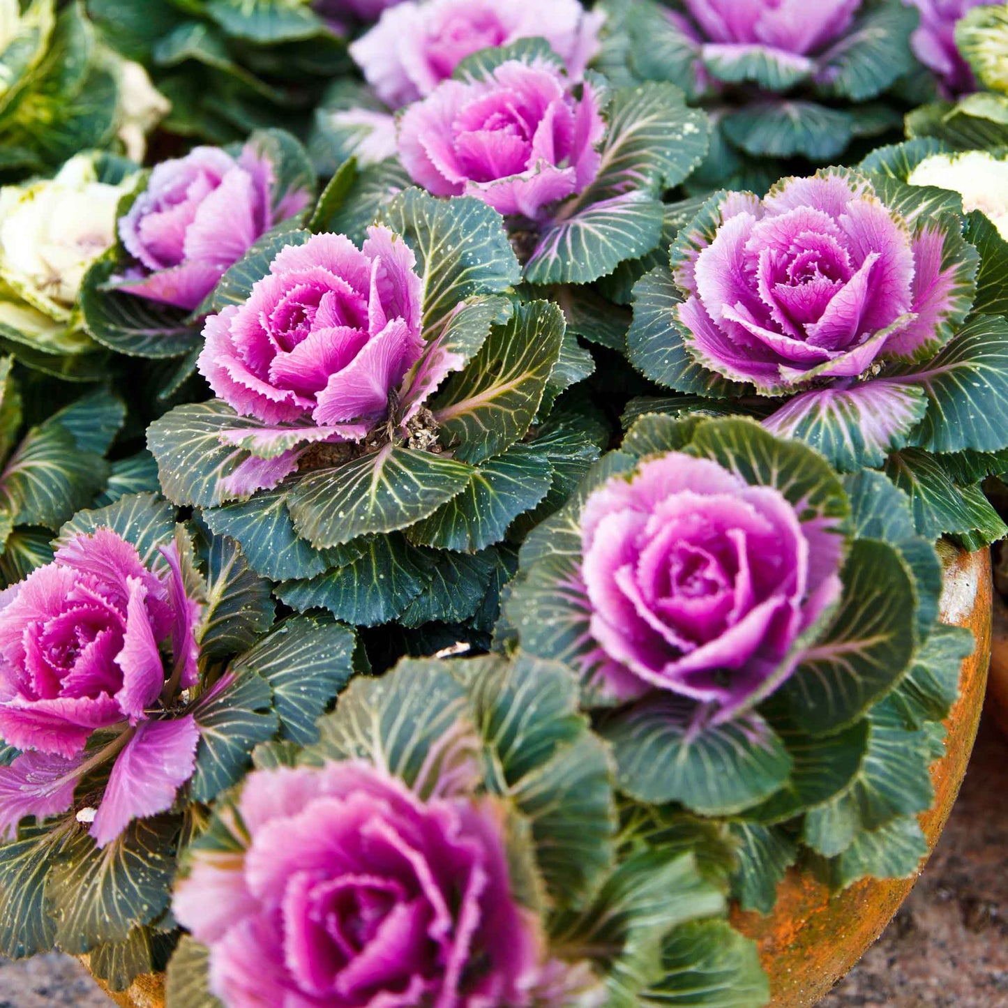 Kale ornamental crane pink bright pink ruffled leaves with a white center in a garden bed.