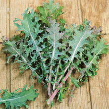 Close-up of vibrant red Russian kale leaves, showing their curled edges and distinct reddish-purple stems.