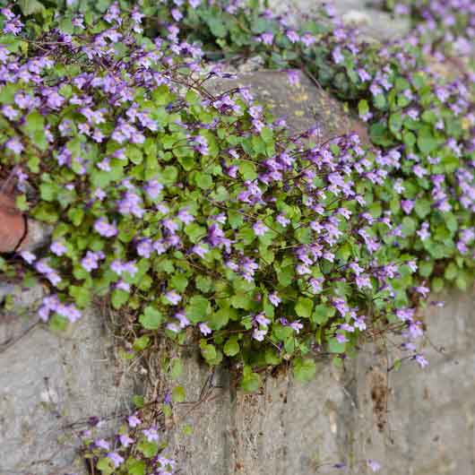 Kenilworth ivy small purple flowers with green leaves spilling over a stone wall.