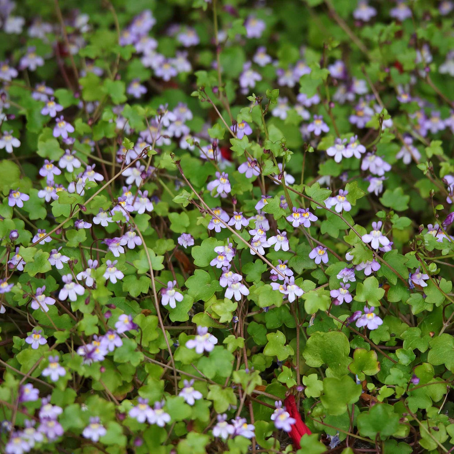 Kenilworth ivy light purple flowers with green stems and leaves on a blurred backdrop.
