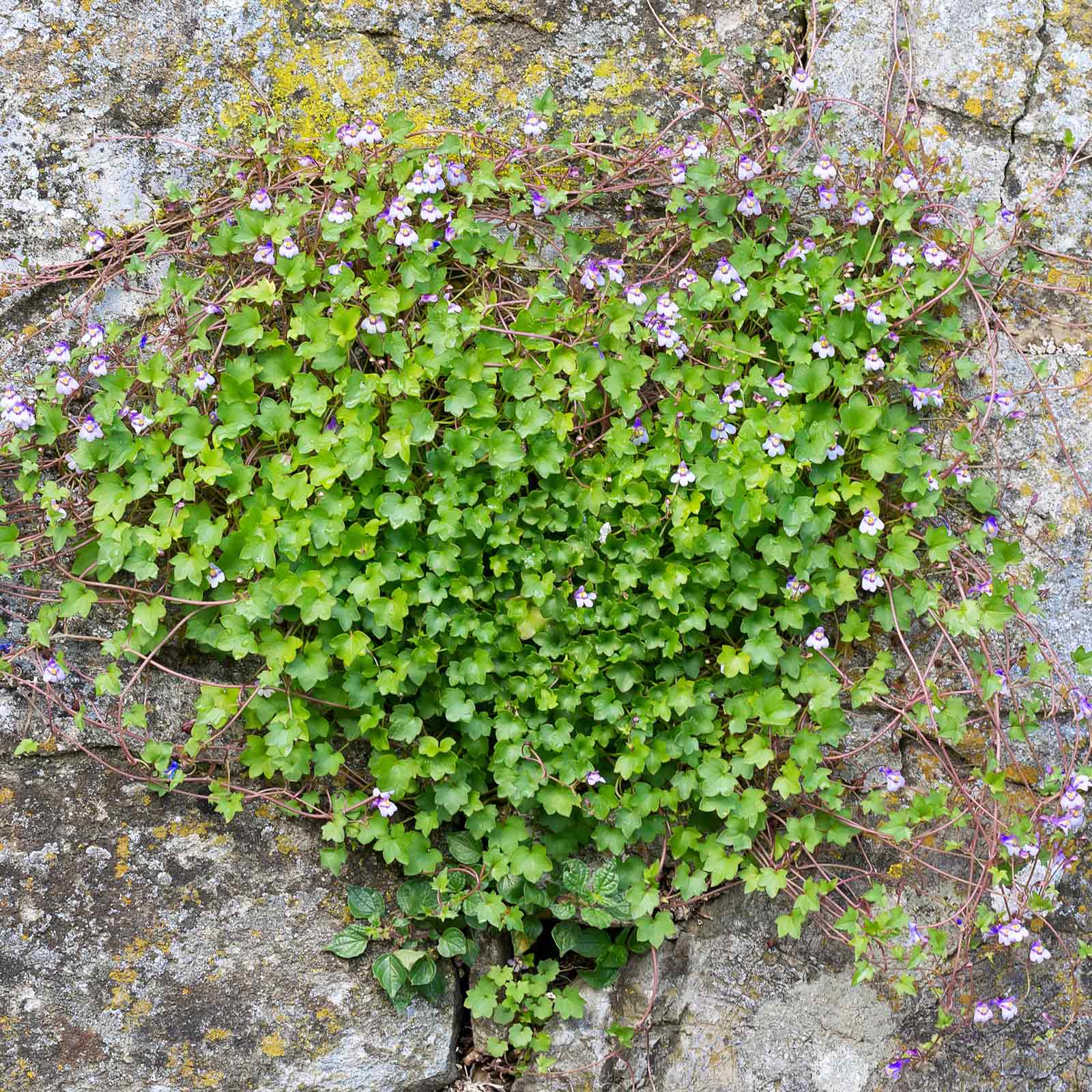 Kenilworth ivy dense green leafy mat with tiny veined leaves growing over a stone surface.