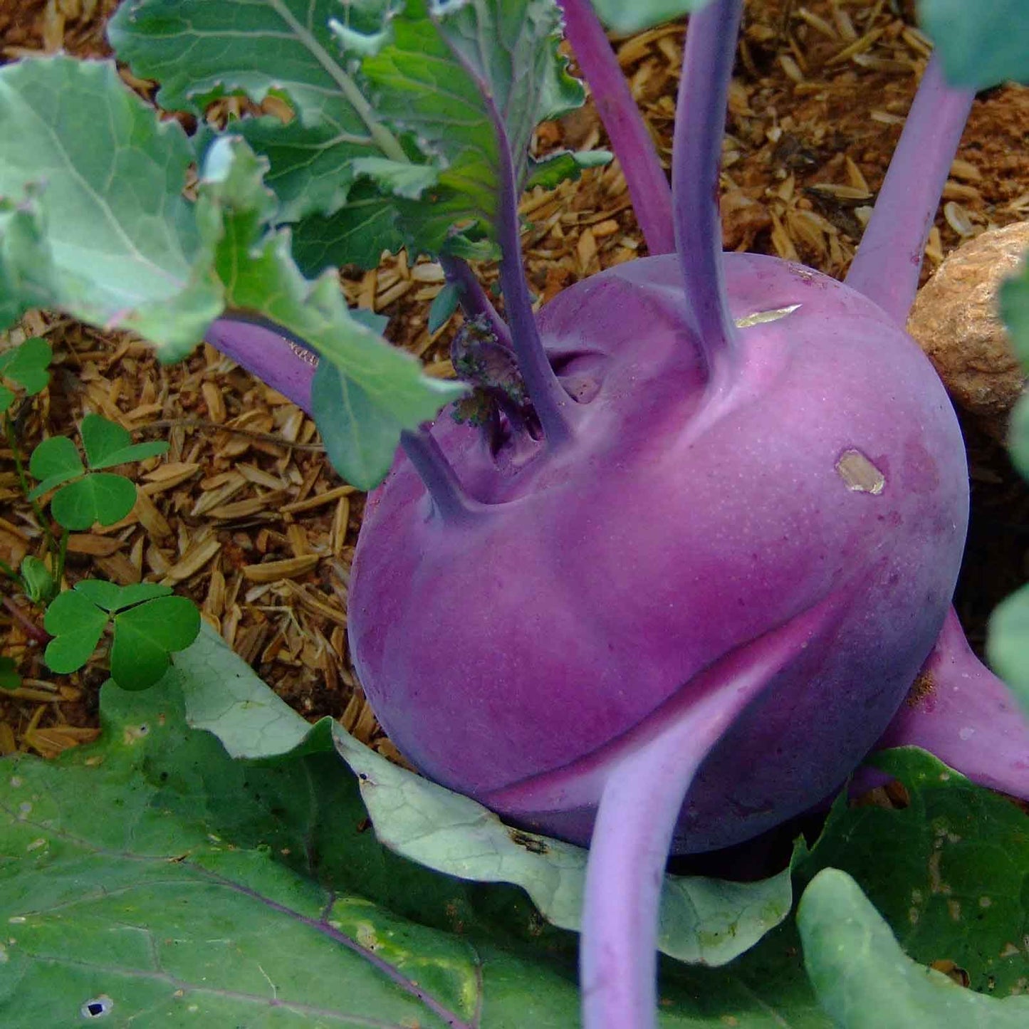 A close-up of a vibrant purple vienna kohlrabi plant, showing its unique stem and leafy top.
