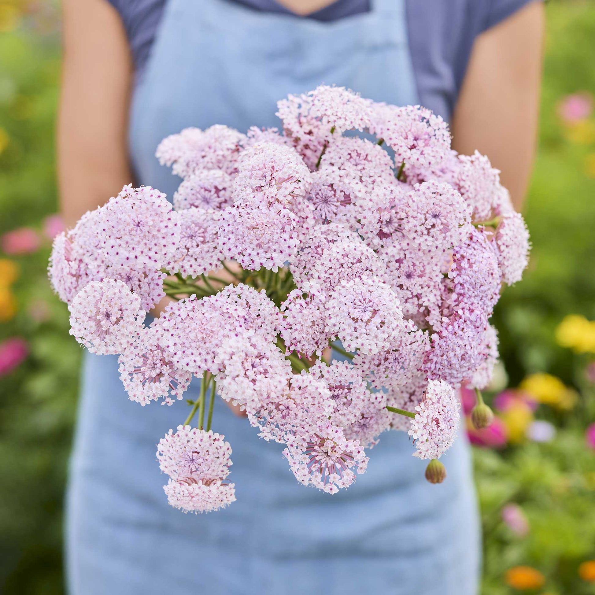 A person holding a bouquet of lace flower lacy pink flowers in a garden setting.