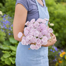 A person holding a bouquet of lace flower lacy pink flowers in a garden setting.
