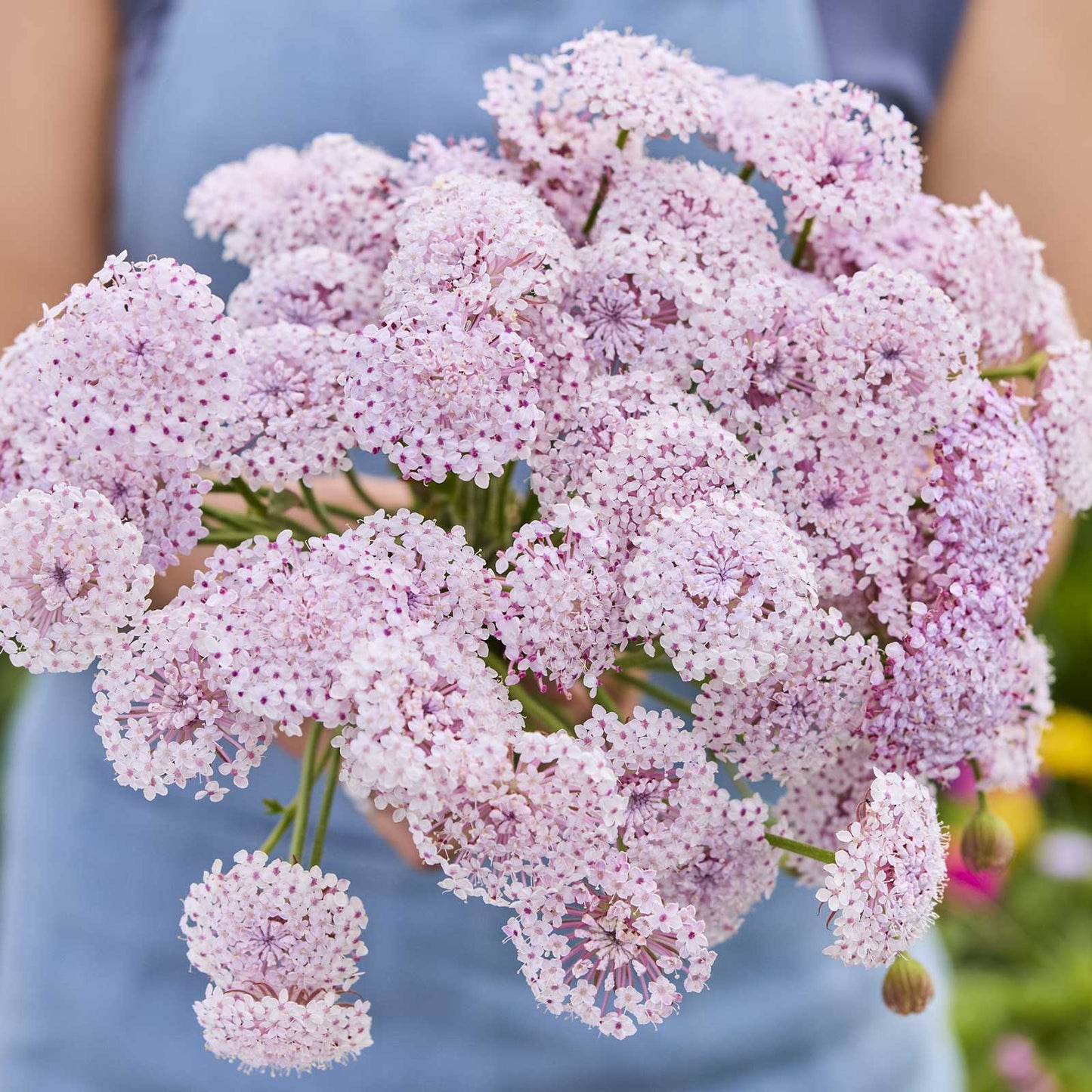 A close up of a person holding a bouquet of lace flower lacy pink flowers in a garden setting.