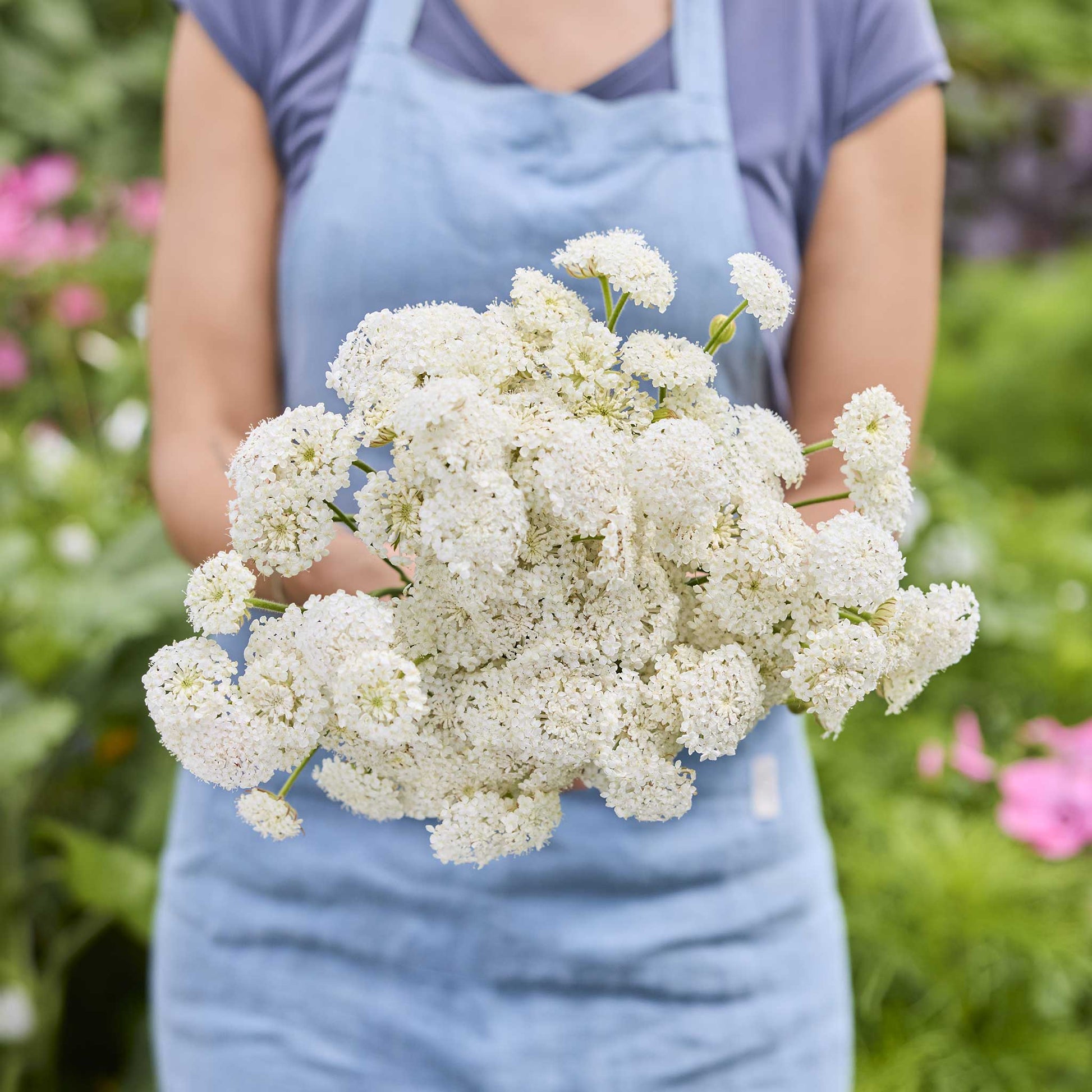 A person holding a bouquet of lace flower lacy white flowers in a garden setting.