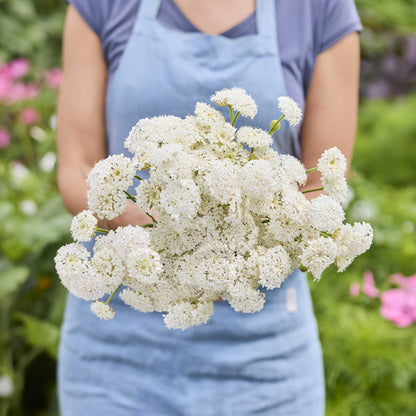 A person holding a bouquet of lace flower lacy white flowers in a garden setting.