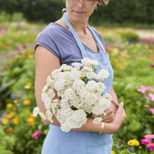 A person holding a bouquet of lace flower lacy white flowers in a garden setting.