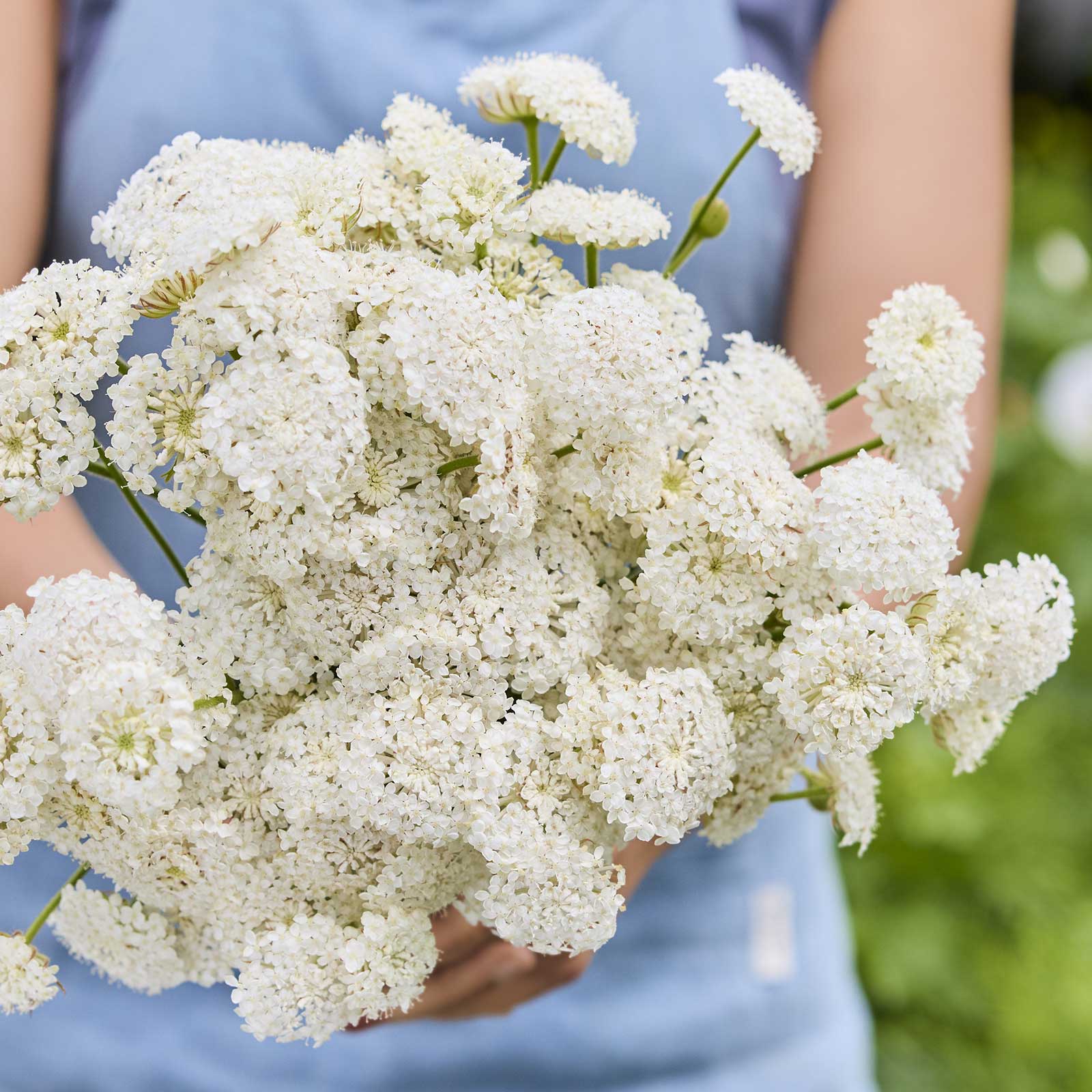 A close up of a person holding a bouquet of lace flower lacy white flowers in a garden setting.