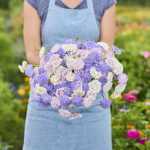 Person holding a bouquet of purple, pink, and white flowers from the lace flower series bundle in a garden setting