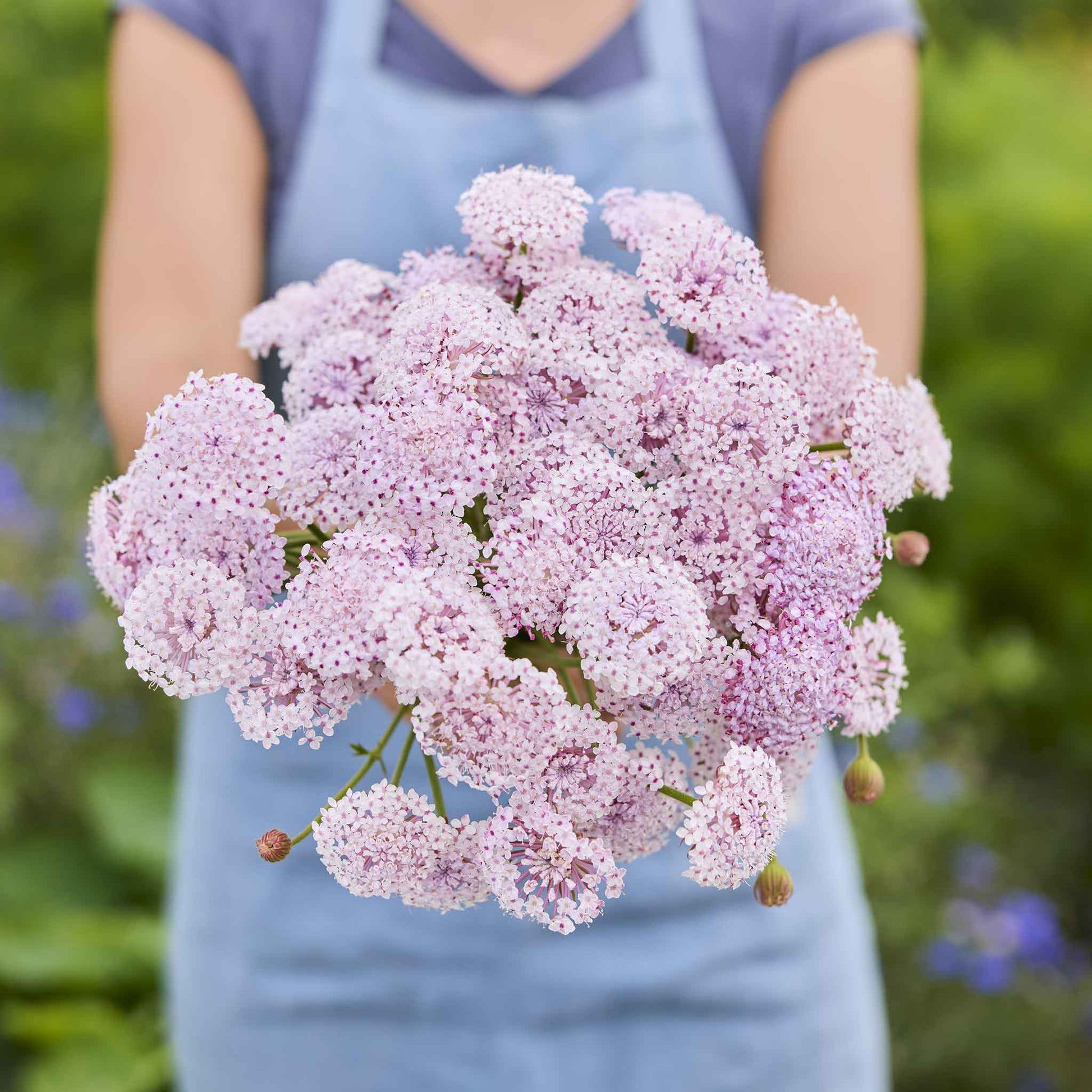 Person holding a bouquet of pink flowers from the lace flower series bundle in a garden setting