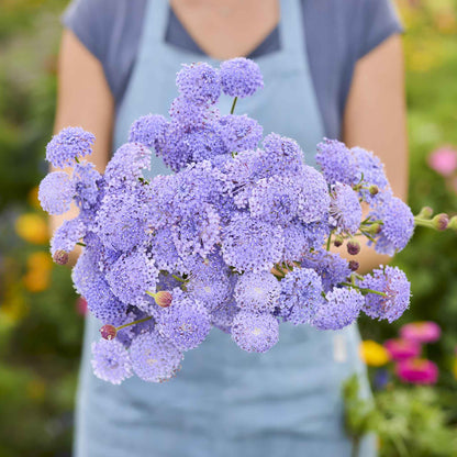 Person holding a bouquet of purple flowers from the lace flower series bundle in a garden setting