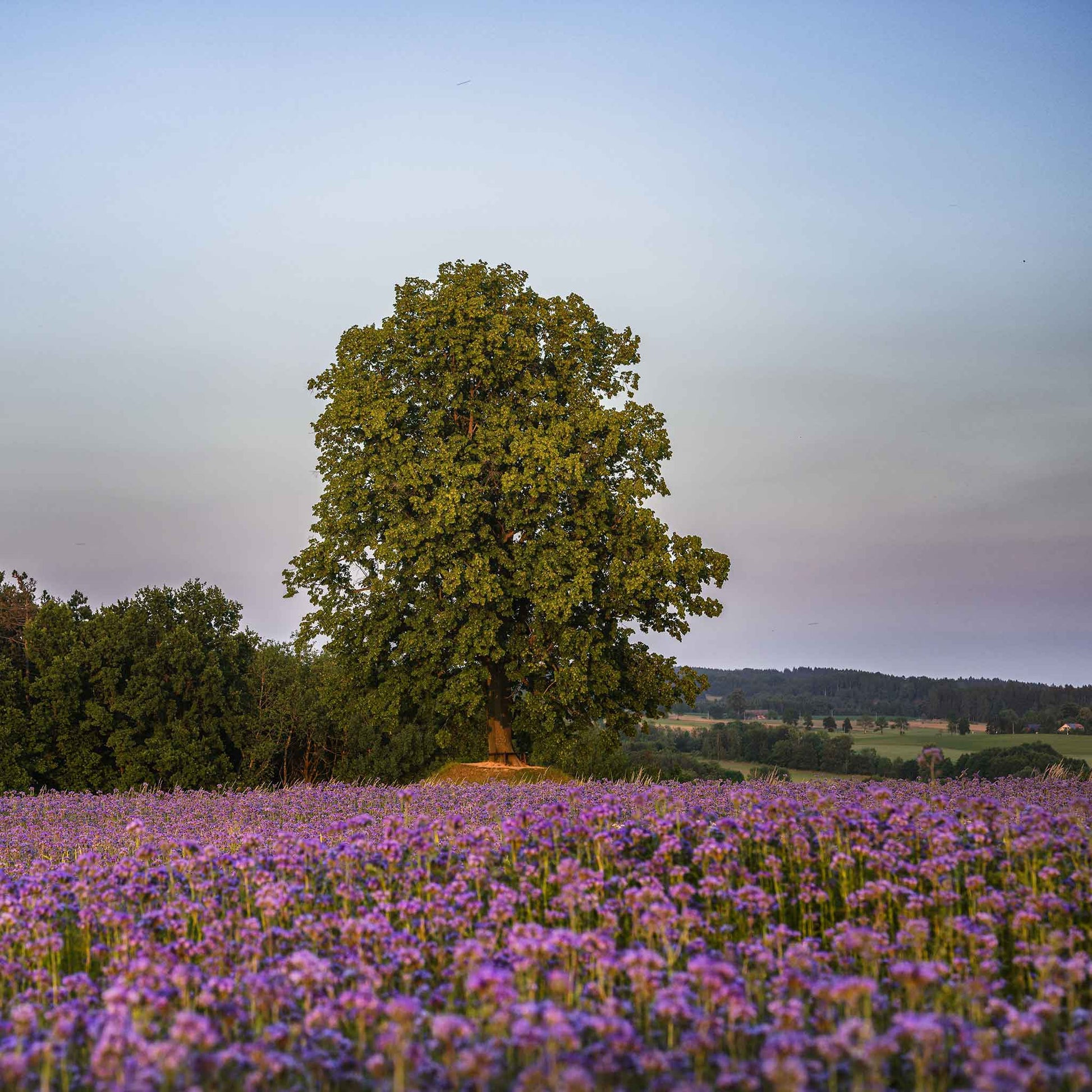 Lacy phacelia purple blooms covering a field with a tree and pale sky in the background.
