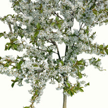 A potted young lapins cherry tree tree with green leaves and a bamboo stake, in a black plastic nursery pot, isolated on a white background.