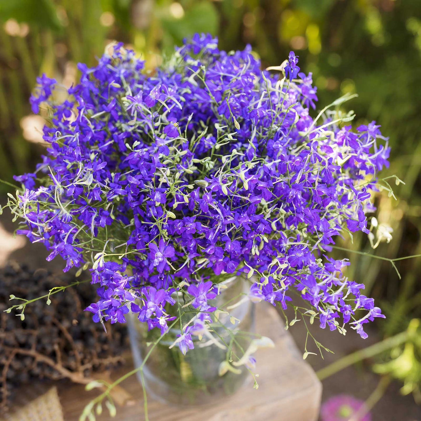 A bouquet of larkspur blue cloud flowers in a glass vase in a natural setting.