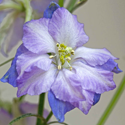 Purple larkspur fancy purple picotee flower against a blurred grey background.