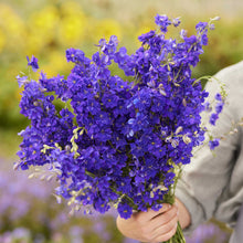 A close up of a person holding a bouquet of larkspur hyacinth flower tall mix flowers in a garden setting.