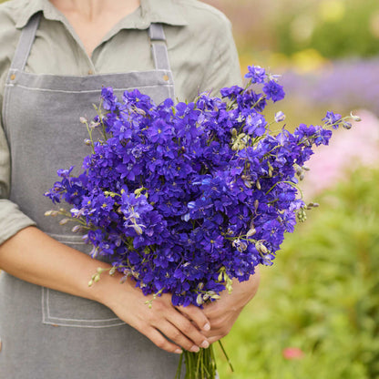 A person holding a bouquet of larkspur hyacinth flower tall mix flowers in a garden setting.
