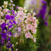 Close-up of pink and purple larkspur hyacinth dwarf mix flowers with a blurred green background