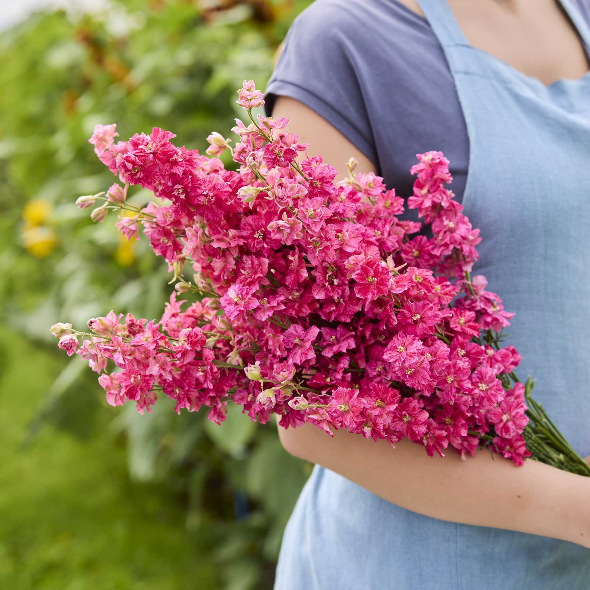 A person holding a bouquet of larkspur king size scarlet flowers in a garden setting.