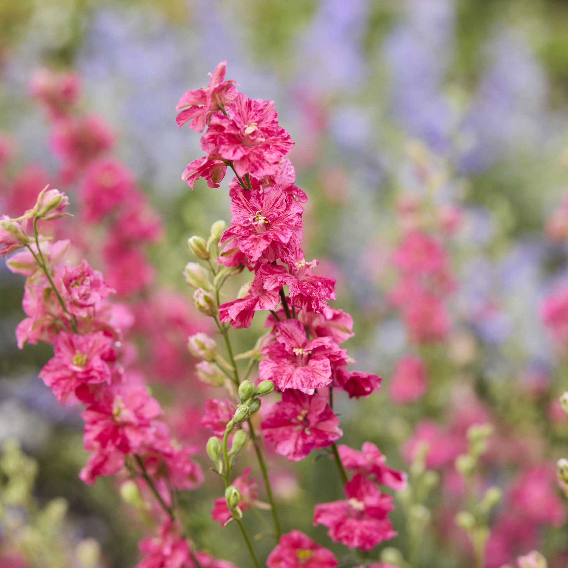 Close up of larkspur king size scarlet blooming flower in a natural setting.
