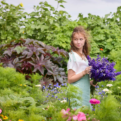 A person holding a bouquet of larkspur qis dark blue flowers in a garden setting.