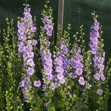 Light blue larkspur qis light blue flowers against a blurred green background.