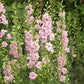 Pink larkspur qis light pink flowers against a blurred green background.
