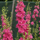 Larkspur Seeds - QIS™ Rose