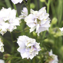 Purple larkspur smokey eyes flower against a blurred green background.