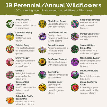 List of flower species and seeds included in the Wildflower Seed Mix.