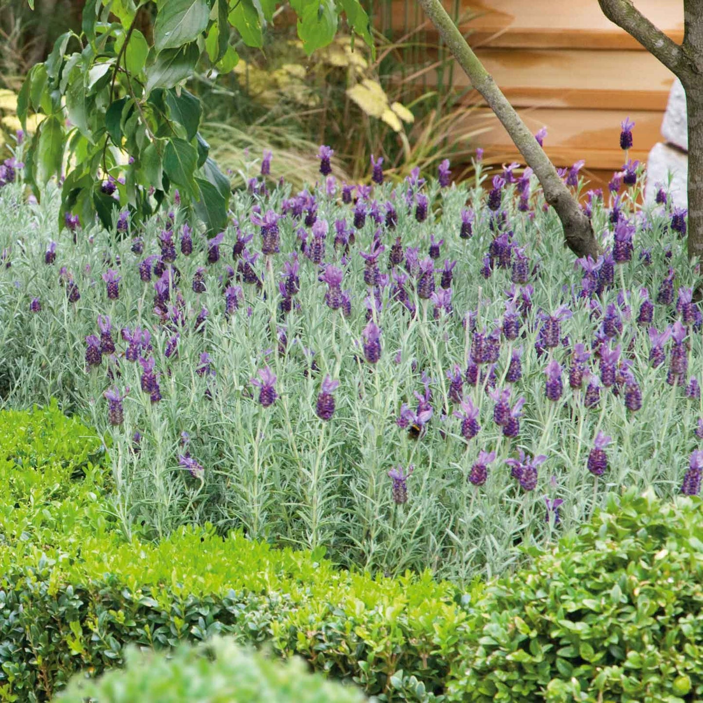 A garden shot of Bandera Purple Lavender flowers with deep purple petals.