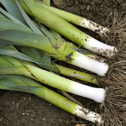 Several American Flag leeks freshly harvested with green stalks and white bottoms sprinkled with dirt.