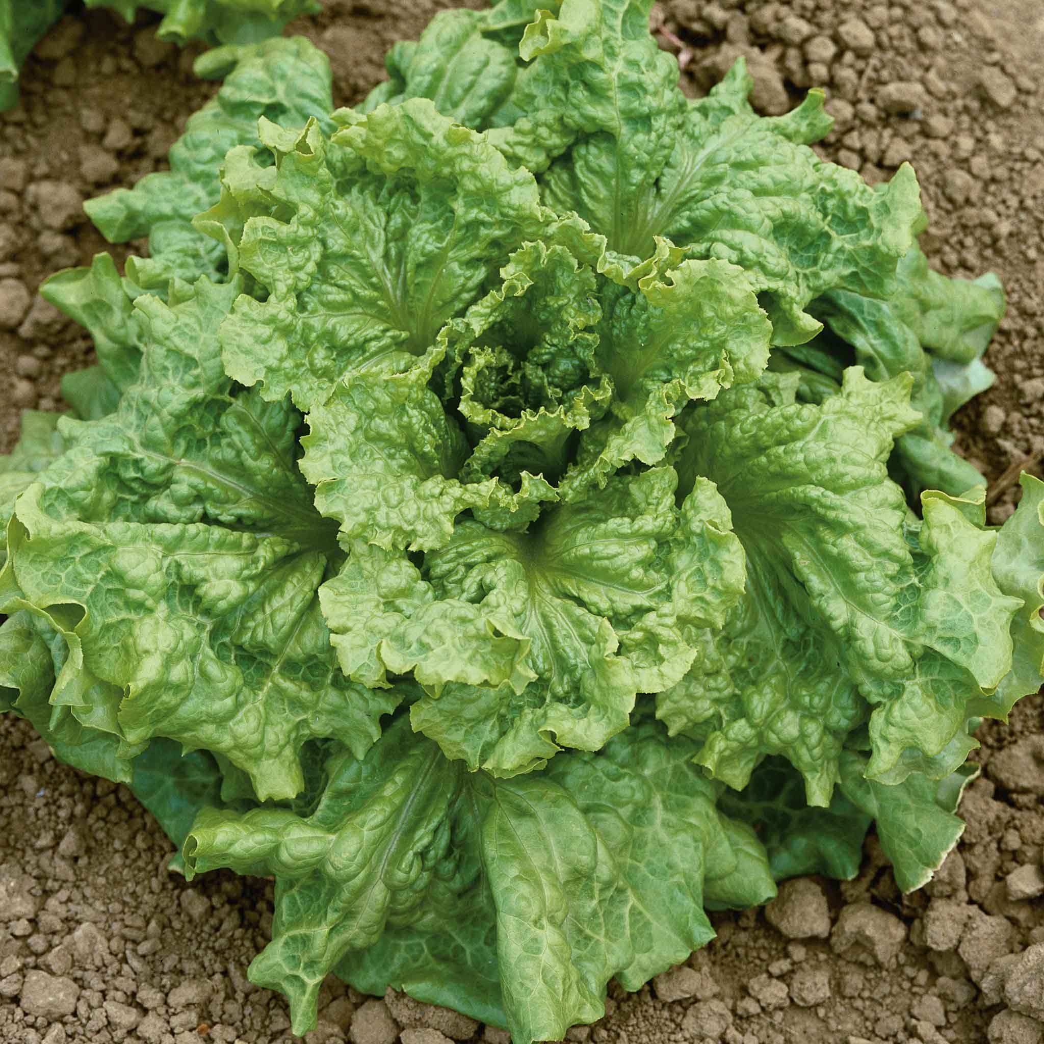 A vibrant Black Seeded Simpson lettuce plant with broad, crinkled leaves, ready for harvest, fills the frame.