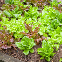 Leaf blend lettush growing in a garden showcasing the multiple colors of the mix.