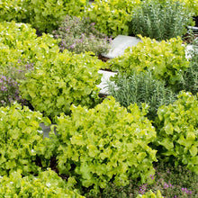 A vibrant, Salad Bowl Green lettuce with a soft, crinkled texture, appearing fresh and ready for harvest. | copyright: Floramedia UK Ltd