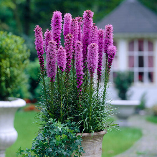 A vibrant field of purple liatris flowers, also known as blazing star, stands tall under a clear sky.