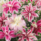 Pink double oriental lily mix in full bloom against a soft blurred background.