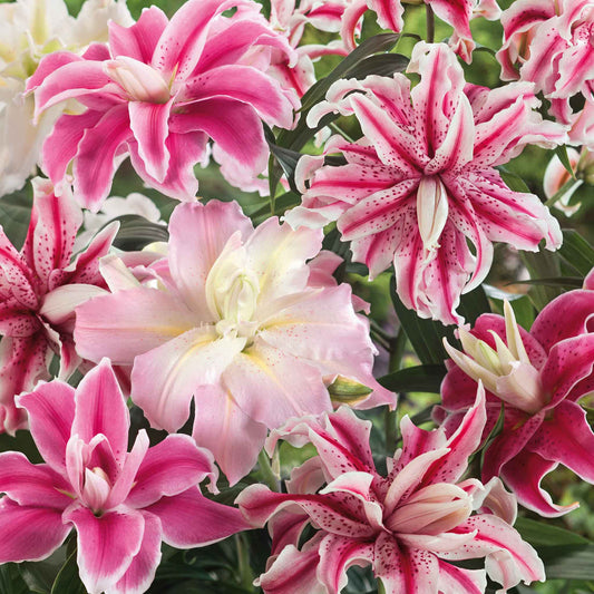 Pink double oriental lily mix in full bloom against a soft blurred background.