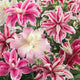 Double Oriental Lily Bulbs - Mix