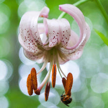 Pink lily martagon mix with speckled reflexed petals against a soft green background.