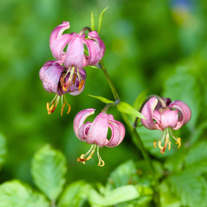 Small pale pink lily martagon mix blooms in a garden with a green blurred background.